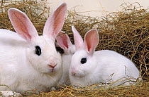 Domestic rabbit, Blanc de Hotot, doe rabbit and two young rabbits, 45 days