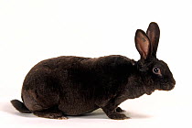Domestic rabbit, Havana Rex, doe rabbit, studio portrait