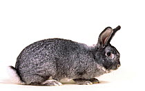 Domestic rabbit, Large Chinchilla Rabbit, male, studio portrait