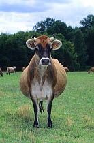 Domestic cattle (Bos taurus) Jersey cow with fat tummy, France