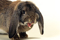 Domestic rabbit, French Lop, Gris Garenne, doe rabbit, studio portrait with mouth open showing teeth