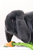 Domestic rabbit, French Lop, Blue, young male, 6 months, with carrot, studio portrait