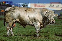 Domestic cattle (Bos taurus) French White-blue cow, bull, France