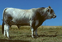 Domestic cattle (Bos taurus) Gascon cow, bull, France