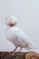 Padoue White Padovana Hen, cock, studio portrait
