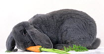 Domestic rabbit, French Lop, Blue, young male, 6 months, feeding on carrot, studio portrait