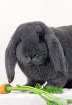 Domestic rabbit, French Lop, Blue, young male, 6 months, with carrot, studio portrait