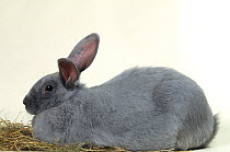 Domestic rabbit, Bleu de Beveren, doe rabbit, studio portrait