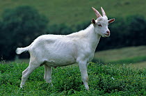 Domestic goat (Capra hircus) Saanen young male standing in meadow, France.