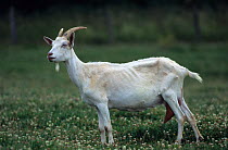 Domestic goat (Capra hircus) Saanen female standing in meadow, France.