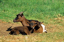 Domestic goat (Capra hircus) female and kids sitting portrait, France.