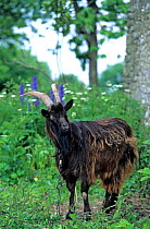Domestic goat (Capra hircus) male standing teethered in amongst trees and flowers, France.