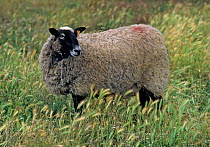 Domestic sheep (Ovis aries), Romanov Sheep, ewe, France