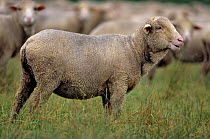 Domestic sheep (Ovis aries), Rambouillet /  Rambouillet Merino, ewe amongst flock, France