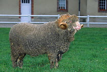 Domestic sheep (Ovis aries), Rambouillet / Rambouillet Merino, ram in pen, France