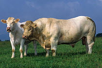 Domestic cattle (Bos taurus) Charolais cow and bull, France