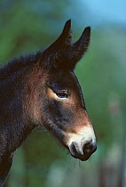 Mule (Equidae) donkey Baudet du Poitou bred with draughthorse, 4 day foal, head portrait, head portrait, France.