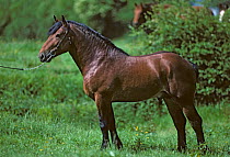Horse, Cob Normand draughthorse / carthorse, stallion on rein, France