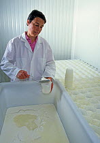 Woman in white coat putting curds into pots for draining cheese as part of the goat cheese making process, France.