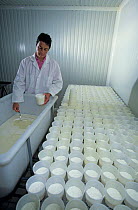 Woman in white coat putting curds into pots for draining cheese as part of the goat cheese making process, France.