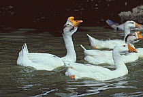 Domestic goose (Anser anser domesticus) White Chinese group swimming on water, France.