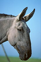 Poitevin Mule (Equidae) Donkey Baudet du Poitou bred with draughthorse, head portrait, France.