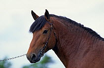 Horse, Cob Normand draughthorse / carthorse, Stallion on rein, head portrait, France