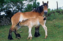 Horse, draughthorse / carthorse of Auxois, mare and foal, suckling, France