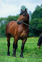 Horse, Cob Normand carthorse / draughthorse, Stallion on rein, France