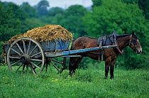 Horse, Cob Normand draughthorse / carthorse pulling cart full of manure, France