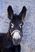 Domestic donkey (Equus asinus) Baudet du Poitou, male stallion, head portrait, France.