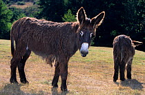 Domestic donkey (Equus asinus) Baudet du Poitou, ass standing with little donkey, France.