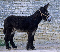 Domestic donkey (Equus asinus) Baudet du Poitou, male stallion, side profile, standing in front of wall, France.