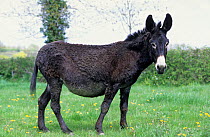 Domestic donkey (Equus asinus) Donkey Grand Noir du Berry, pregnant ass standing in field, France.