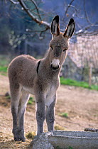 Domestic donkey (Equus asinus) Provence little donkey standing portrait.