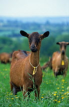 Domestic goat (Capra hircus) Alpine female, standing in meadow with herd in background, France.