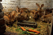 Domestic rabbit, seven rabbits in rabbit hutch, France