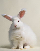 Domestic rabbit, Angora Rabbit, male, studio portrait