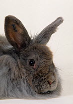 Domestic rabbit, Fox Rabbit, doe rabbit, studio portrait