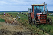 Domestic pig (Sus scrofa domestica) crossbreed sows, being feed by man in tractor, France.