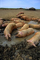 Domestic pig (Sus scrofa domestica) crossbreed group bathing in mud, France.
