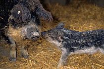 Domestic pig (Sus scrofa domestica) Mangalitza close up of young sow and piglet standing facing each other.