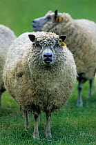 Domestic sheep (Ovis aries), Avranchin Sheep, ewes, France