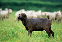 Domestic sheep (Ovis aries),  Rambouillet / Rambouillet Merino, black ewe, France