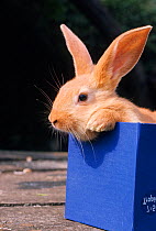 Domestic rabbit, Fauve de Bourgogne, young rabbit in box