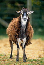 Domestic sheep (Ovis aries), Soay, ewe losing its thick winter coat, France