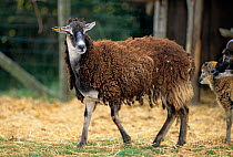 Domestic sheep (Ovis aries),  Soay, ewe losing its thick winter coat, France