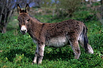 Domestic donkey (Equus asinus) Sardinian donkey, standing profile, France.