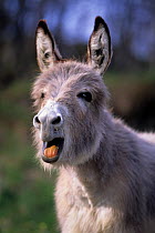 Domestic donkey (Equus asinus) Sardinian donkey, braying head portrait, France.