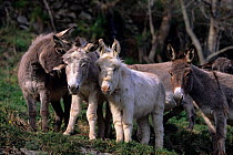Domestic donkey (Equus asinus) four Sardinian donkeys standing together, France.